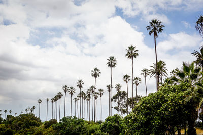 Low angle view of palm trees against sky