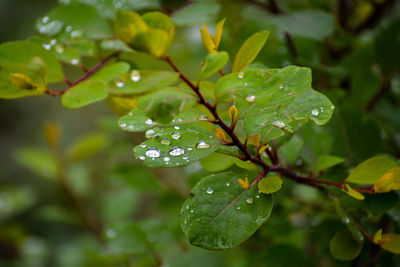 Close-up of wet plant leaves during rainy season