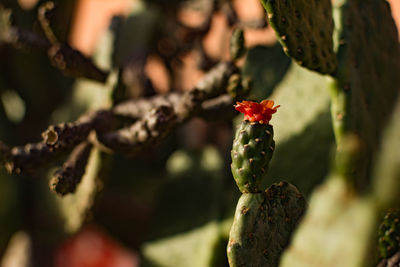Close-up of red berries growing on tree
