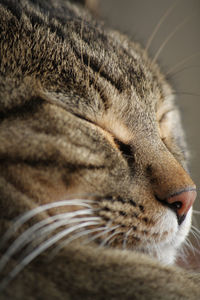 Close-up of a cat