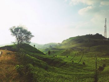 Scenic view of grassy field against sky