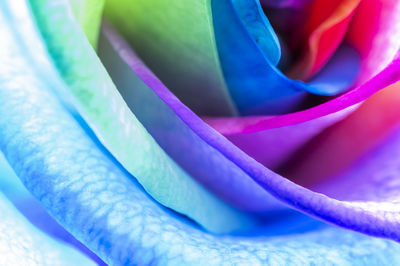 Full frame shot of purple flower