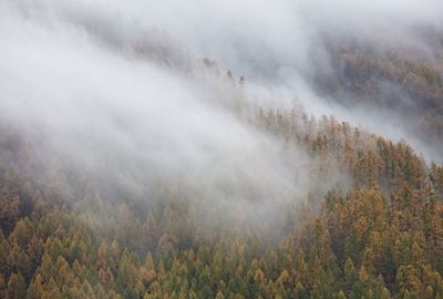 fog