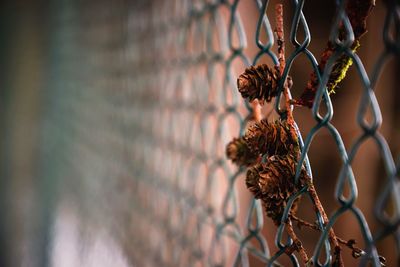 Close-up of chainlink fence