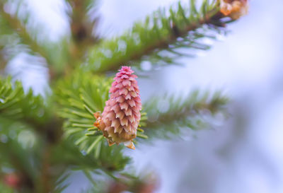 Close-up of pine on tree