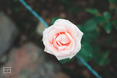 Close-up of pink rose