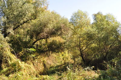 View of trees growing in forest