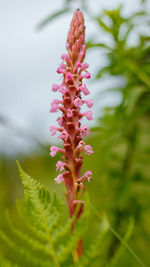 Close-up of pink flowering plant