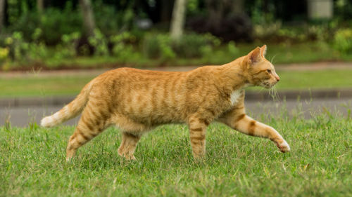 Cat on grass