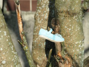 Close-up of tree trunk