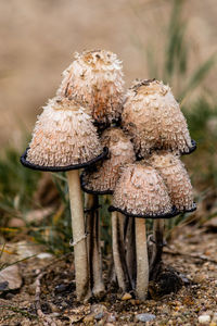 Close-up of mushroom growing on field