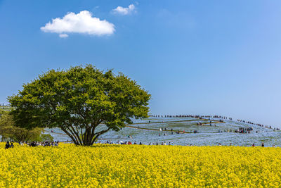 Scenic view of oilseed rape field against sky