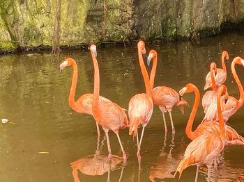 Birds drinking water from a lake