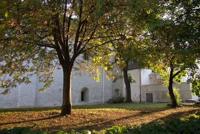 Trees by building during autumn
