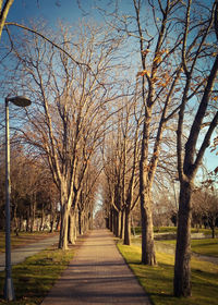 Bare trees along plants in park