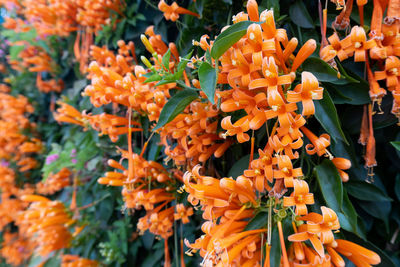 Close-up of orange flowering plants