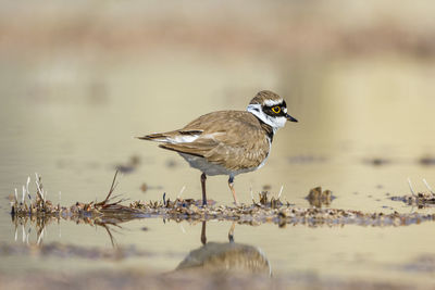 Bird perching on a lake