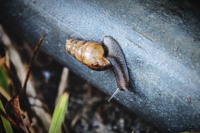 Close-up of snail