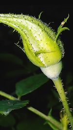 Close-up of leaves on plant