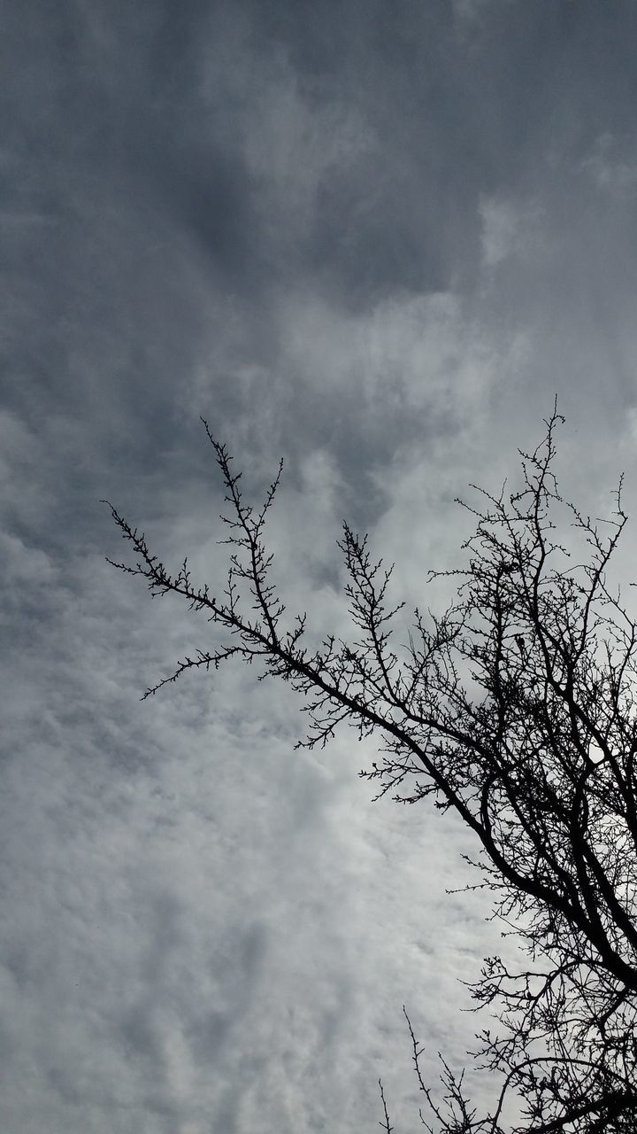 HIGH SECTION OF BARE TREE AGAINST CLOUDS