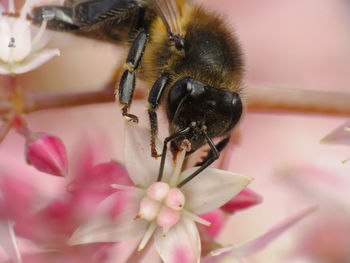 Close-up of bee pollinating on pink flower