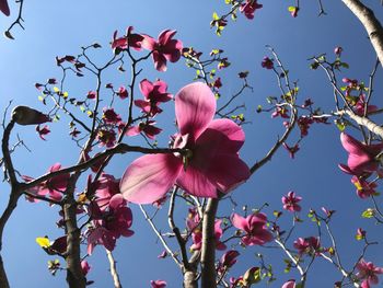 Low angle view of pink flowering plant