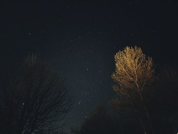 Low angle view of trees at night