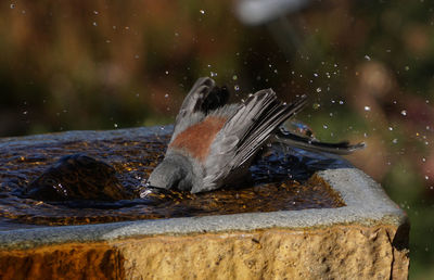 Close-up of bird eating