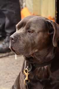 Close-up of dog looking up