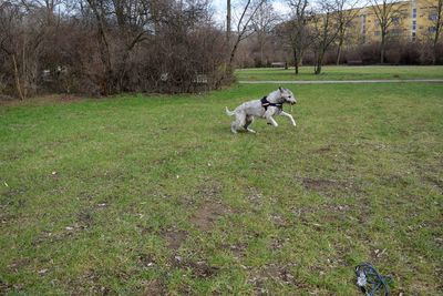 Dog in park