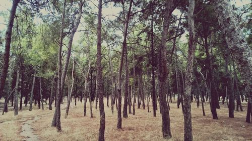 Trees in forest against sky