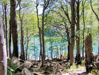 Trees in forest