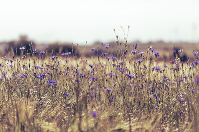 Close-up of flowers growing in field