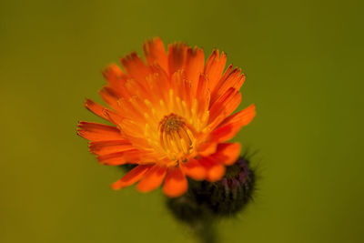 Close-up of orange flower blooming against yellow background