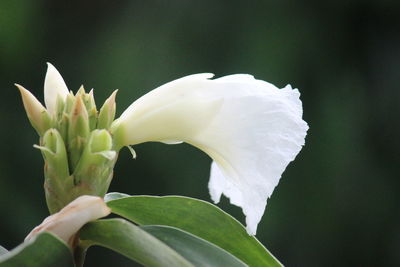 Close-up of white flowering plant