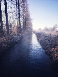 River flowing amidst trees in forest against sky