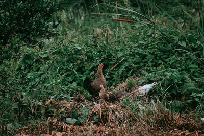 View of a bird on field