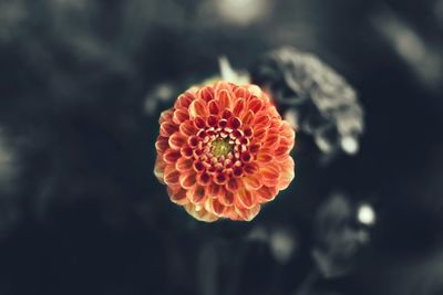 Close-up of orange flower against blurred background