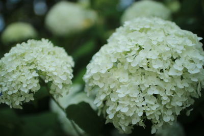 Close-up of hydrangea blooming outdoors