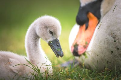 Close-up of swan with cygnet