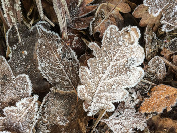 Full frame shot of snowflakes