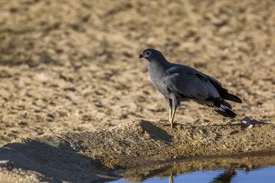 Close-up of bird perching on sand