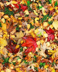 High angle view of maple leaves
