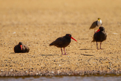 Ducks in a lake