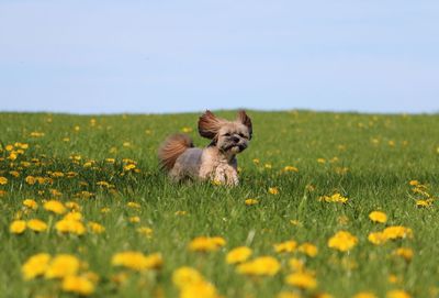 View of dog on field