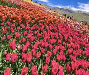 Red flowering plants on field against sky