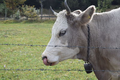 Horse standing in a field