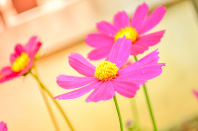 Close-up of pink flower blooming outdoors