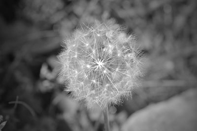 Close-up of dandelion flower