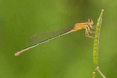 Close-up of grasshopper on leaf